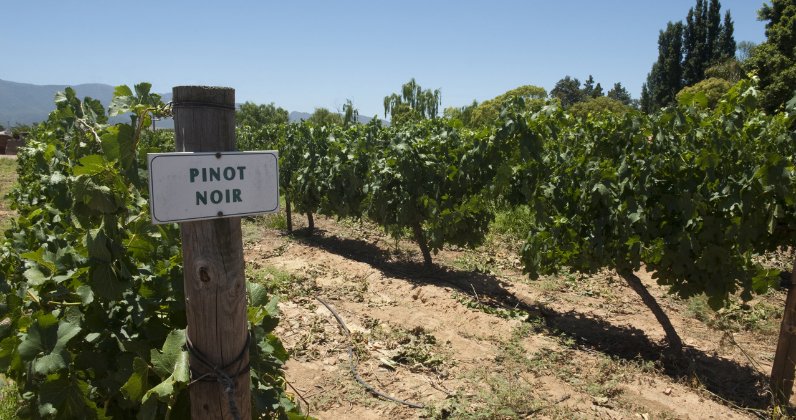 Pinot Noir – Harold's Food and Liquor